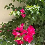 Kalosyni Lefkada Case de vacanță *