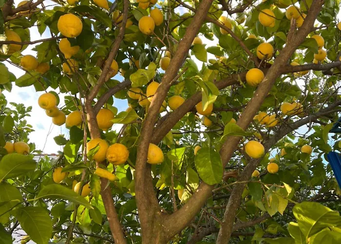 Kalosyni Lefkada Feriehus Ágios Pétros
